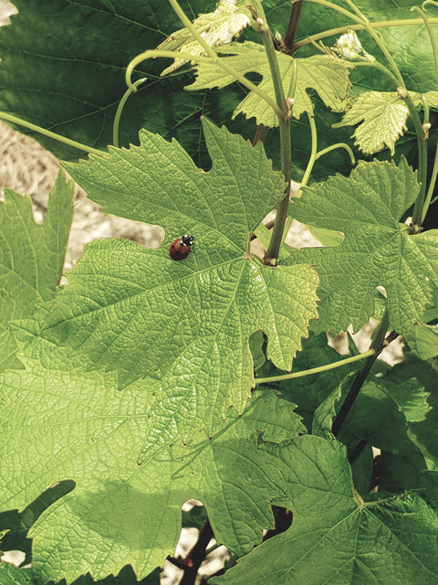 Petit Chablis  AOC 2018 Domaine Ellevin - Wine at Home