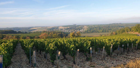 Chablis AOC 2019 Domaine Ellevin Vineyards - Wine at Home