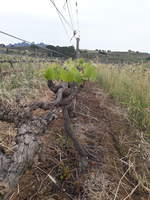 Chenin Blanc 2019 Truter Family Wines - Wine at Home