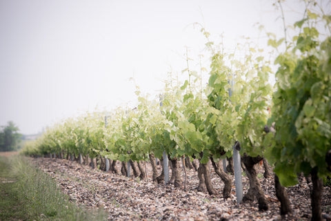 Le Retout Blanc VdF 2016, Chateau du Retout