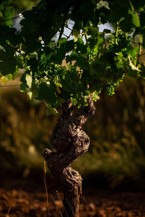 Saint Laurand VdP Rose 2018 Les Celliers de Corneille - Wine at Home