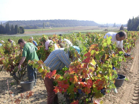 Cotes du Rhone Blanc AOC 2019, Domaine Gigondan - Wine at Home