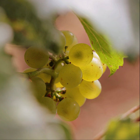 Pommard AOC 2017, Domaine Laurent Boussey