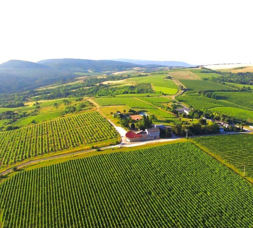 Pinot Grigio single vineyard 2024, Hilltop