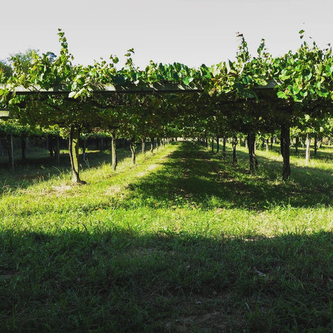 Tomada de Castro's beautiful vineyard in the Rias Baixas