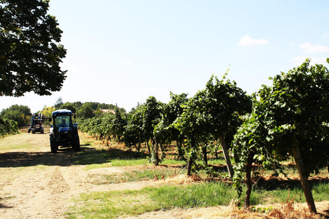 Chardonnay dell’ Emilia Romagna IGP 2019 - Wine at Home