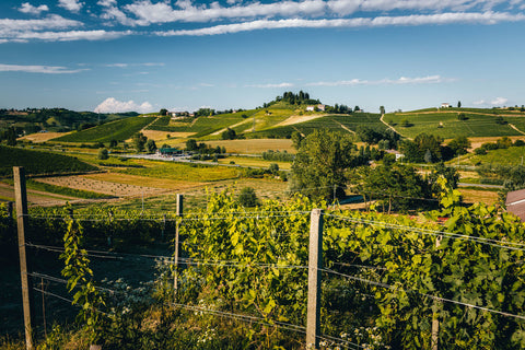 The beautiful organic vineyards of Dacapo in Piemonte Italy