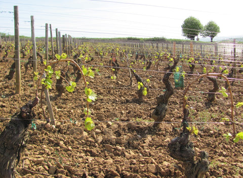 Pouilly-Fuissé AOP 1er Cru En Servy 2020, Denis Bouchacourt