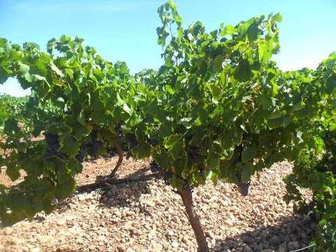 Isla Oro Tempranillo DOP La Mancha 2016 - Wine at Home