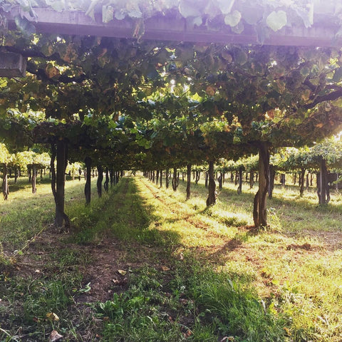 Tomada de Castro's beautiful vineyard in the Rias Baixas