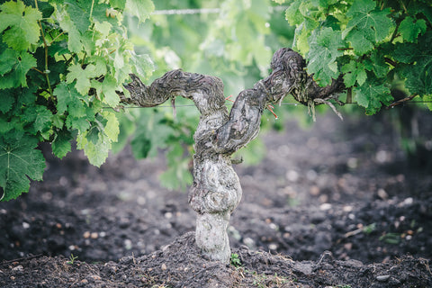 Haut Médoc AOC Cru Bourgeois 2016, Chateau du Retout