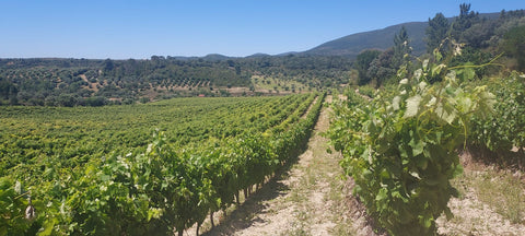 Encosta do Vale Galego Touriga National IG Tejo 2015