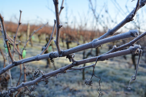 Sauvignon Blanc IGP Val de Loire L’explosif du Fresne 2022, Domaine du Fresne