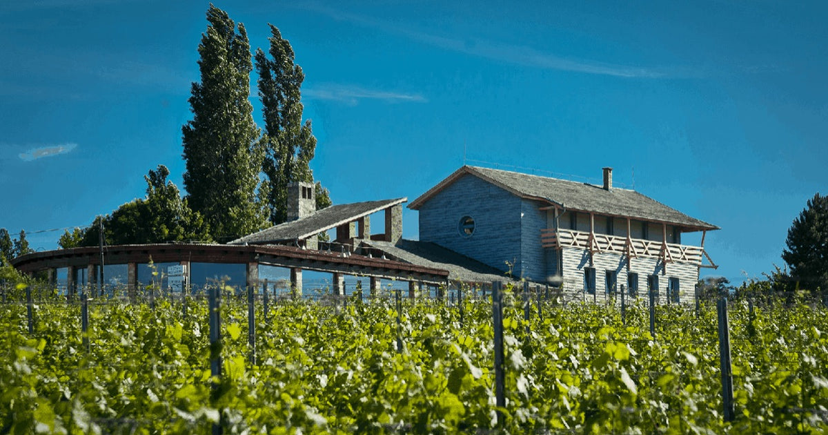 Pinot Grigio single vineyard 2024, Hilltop