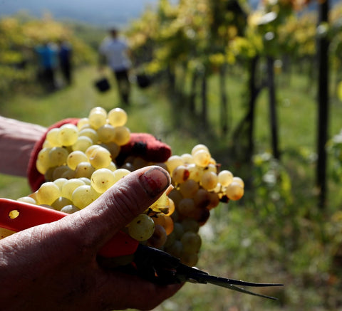 Pinot Grigio single vineyard 2022, Hilltop
