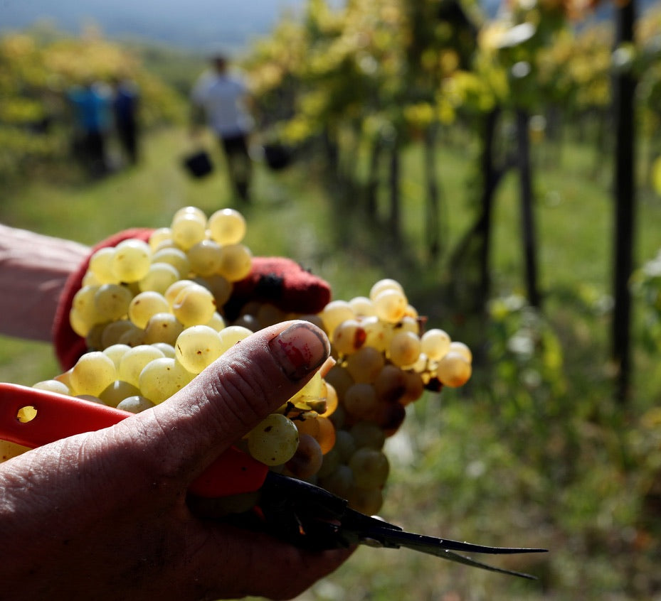Pinot Grigio single vineyard 2024, Hilltop