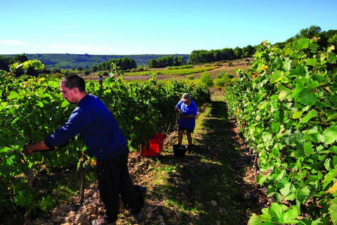 Picpoul de Pinet AOC Cuvée Tradition 2019 Domaine Muret - Wine at Home