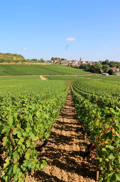 Pommard AOC 2017, Domaine Laurent Boussey