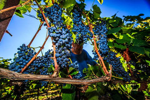 Picpoul de Pinet AOP Tradition 2022, Domaine Muret