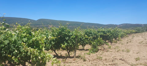 Encosta do Vale Galego Touriga National IG Tejo 2015