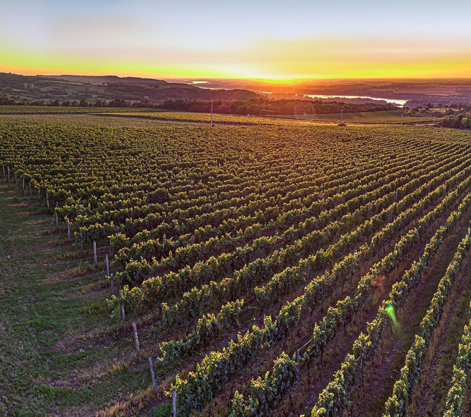 Pinot Grigio single vineyard 2024, Hilltop