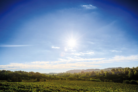 Picpoul de Pinet AOP Tradition 2022, Domaine Muret