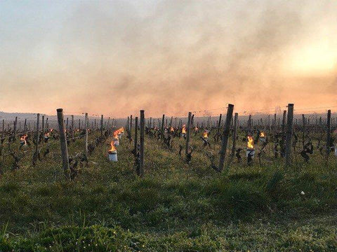 Chorey les Beaune AOC 2015 Domaine Laboureau - Wine at Home