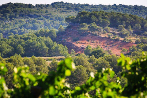 Picpoul de Pinet AOC Cuvée Tradition 2019 Domaine Muret - Wine at Home