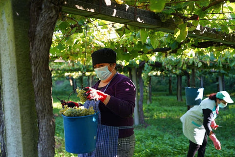 Harvesting the grapes at Tomada de Castro in Rias Baixas to make his fabulous Albarino wine