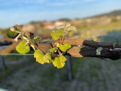 Val Baixas de Home Tomada Castro Rias Wine 2022, – DO at Silfide do Salnes Albariño