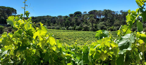 Encosta do Vale Galego Touriga National IG Tejo 2015