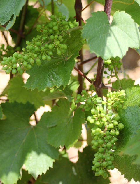 Pommard AOC 2017, Domaine Laurent Boussey