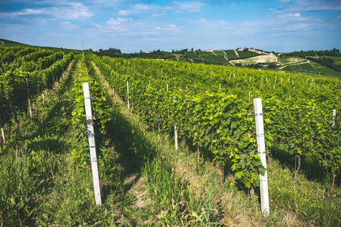 Barbera d’Asti DOCG Sanbastian 2021, Dacapo