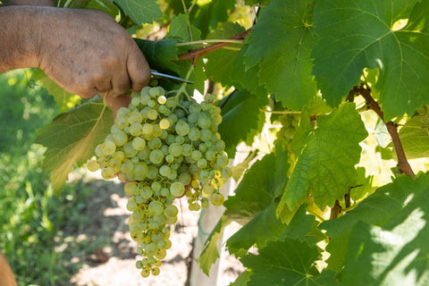 Extra dry (Prosecco grape) DOC Spumante Bianco Villa Doral - Wine at Home