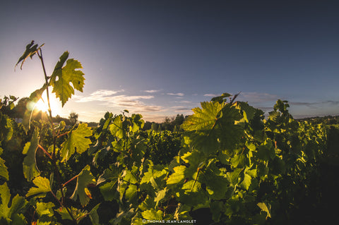 Sauvignon Blanc IGP Val de Loire L’explosif du Fresne 2022, Domaine du Fresne