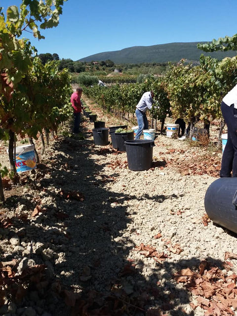 Encosta do Vale Galego Touriga National IG Tejo 2015