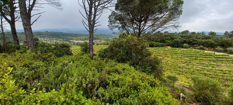 Encosta do Vale Galego Touriga National IG Tejo 2015