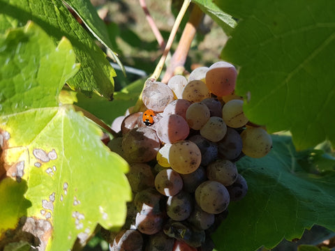 Sauvignon Blanc IGP Val de Loire L’explosif du Fresne 2022, Domaine du Fresne