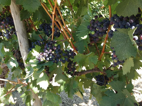 Encosta do Vale Galego Colheita Tinto 2019 Adega M. Cordeiro - Wine at Home