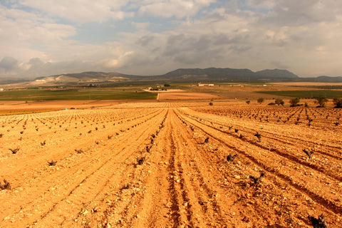 El Pinar de Villena Tinto, Bodega Las Virtudes