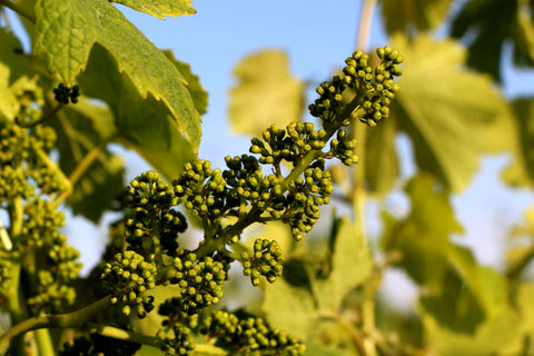 El Pinar de Villena Tinto, Bodega Las Virtudes