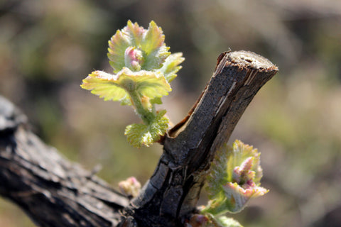 El Pinar de Villena Tinto, Bodega Las Virtudes