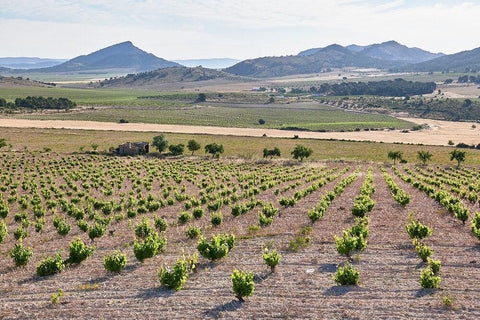 Monastrel Talento DO Jumilla 2017 Ego Bodegas - Wine at Home