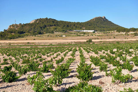 Monastrel Talento DO Jumilla 2017 Ego Bodegas - Wine at Home