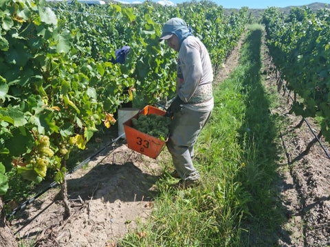 Torrontes 2021 Fabre Montmayou