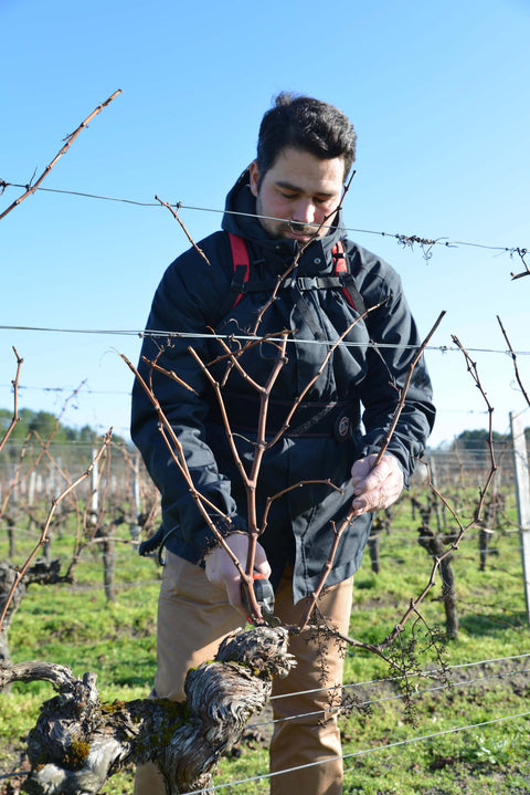 Pruning winter vines chateau la croix du Grand Jard bordeaux