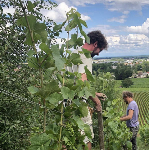 Vosne Romanée Villages AOC 2015 Domaine Machard de Gramont - Wine at Home