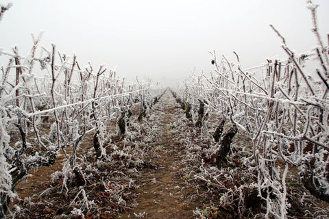 Pommard AOC 2017, Domaine Laurent Boussey