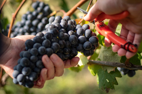 Barbera d’Asti DOCG Sanbastian 2021, Dacapo