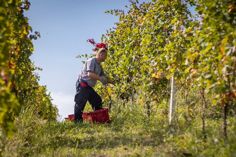 Barbera d’Asti DOCG Sanbastian 2021, Dacapo